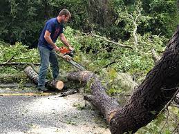 Best Commercial Tree Services  in North Plainfield, NJ