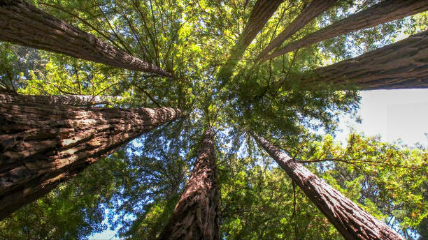 Best Tree Maintenance Programs  in North Plainfield, NJ