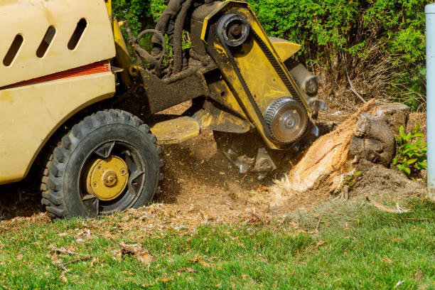 Best Lot and Land Clearing  in North Plainfield, NJ