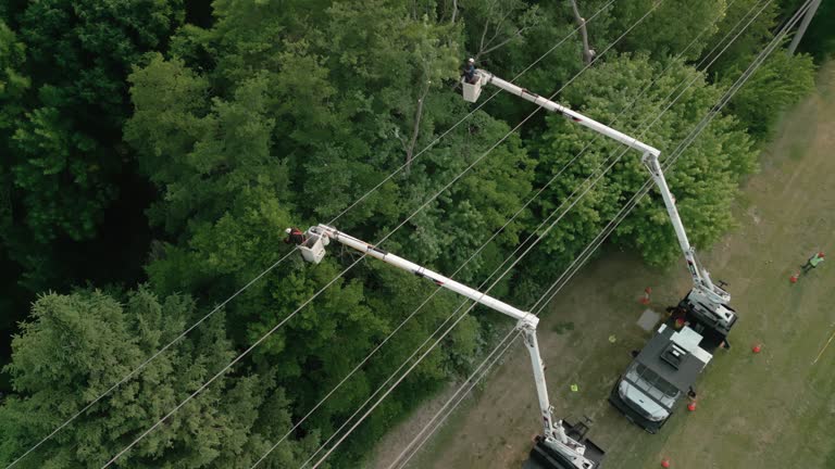 Best Tree Preservation Services  in North Plainfield, NJ