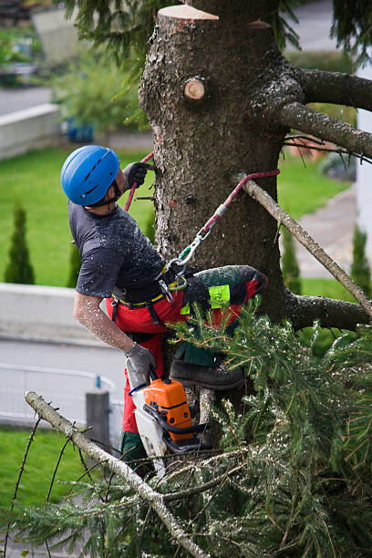 Best Tree Cabling and Bracing  in North Plainfield, NJ