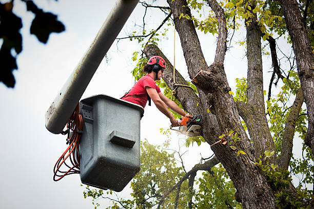 Best Tree Removal  in North Plainfield, NJ