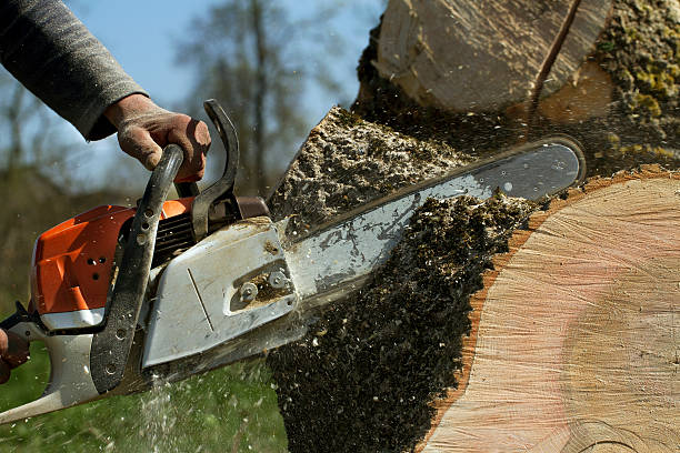 Lawn Renovation and Restoration in North Plainfield, NJ