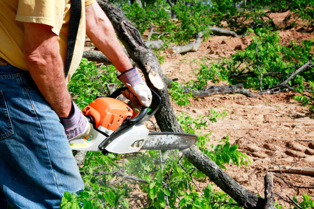 Best Stump Grinding and Removal  in North Plainfield, NJ